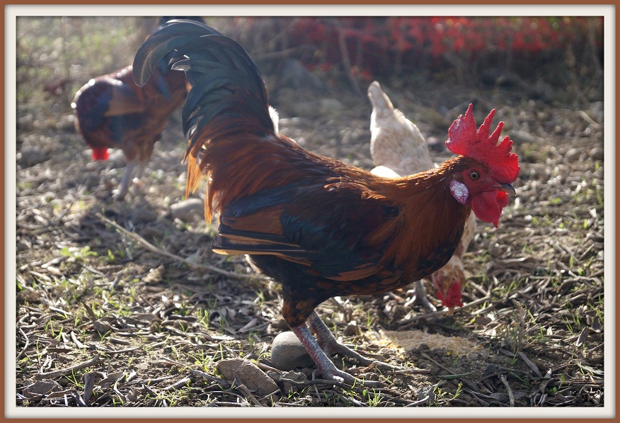 Vita da pollaio 3