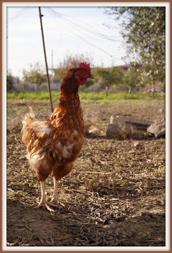 Vita da pollaio 4
