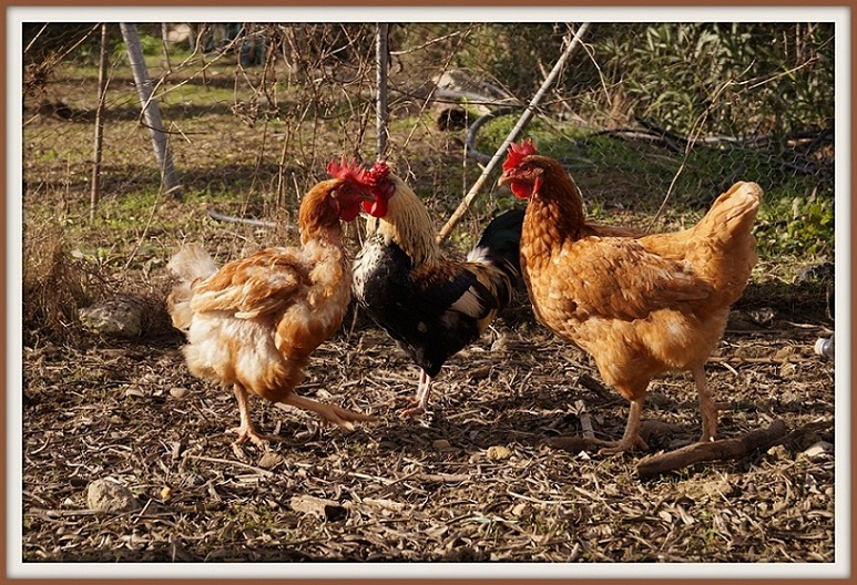 Vita da pollaio 5