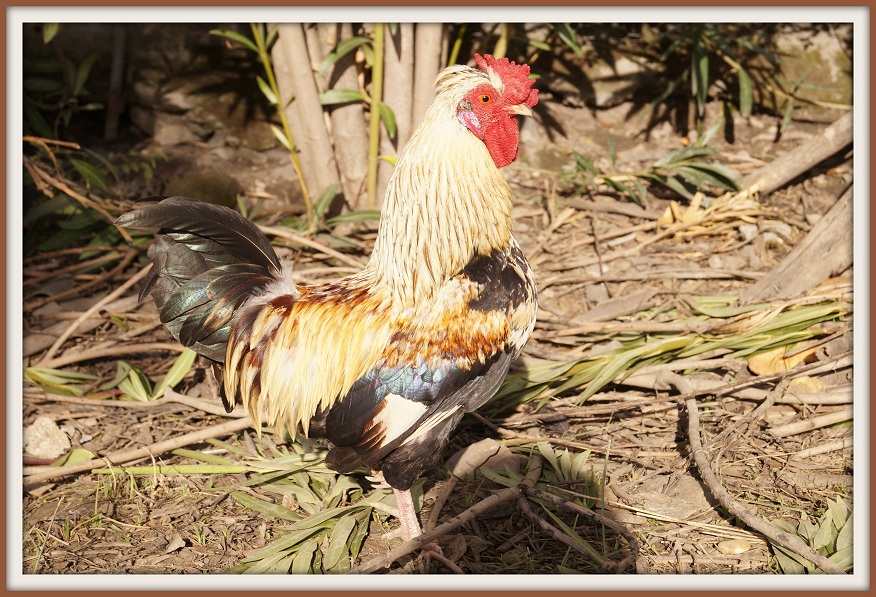 Vita da pollaio 6