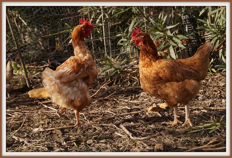 Vita da pollaio 7