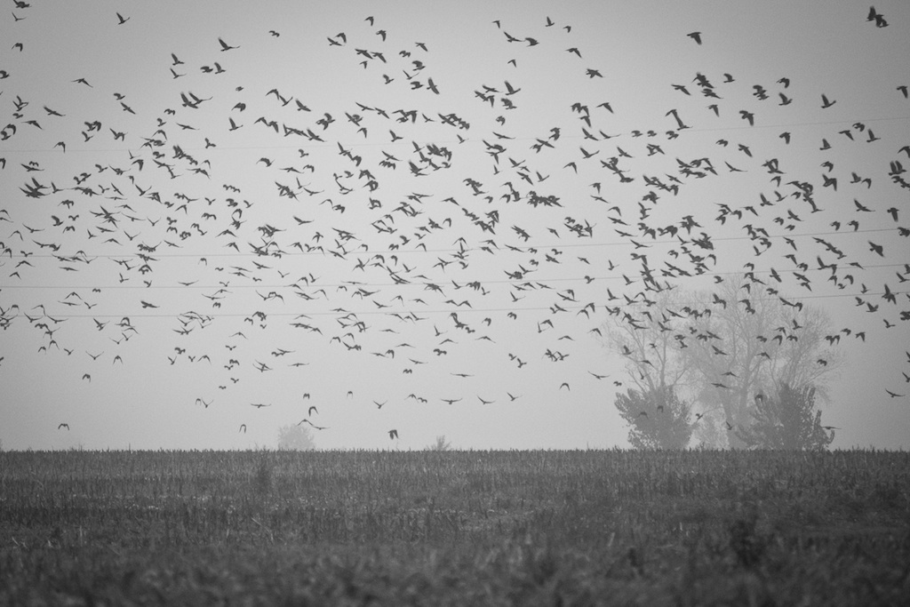 Stormi d'uccelli neri...