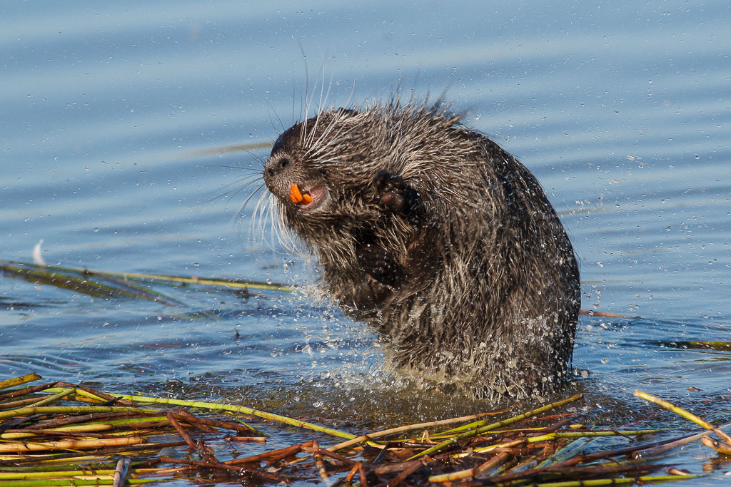 Bellezza al bagno...