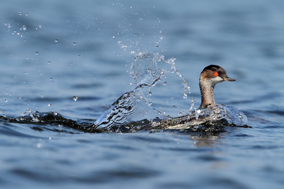 fast forward - svasso piccolo