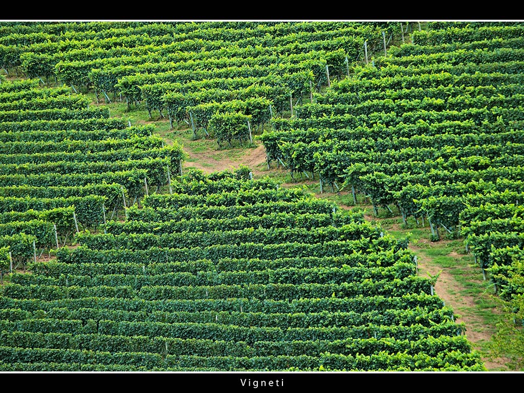 Vigneti # 10