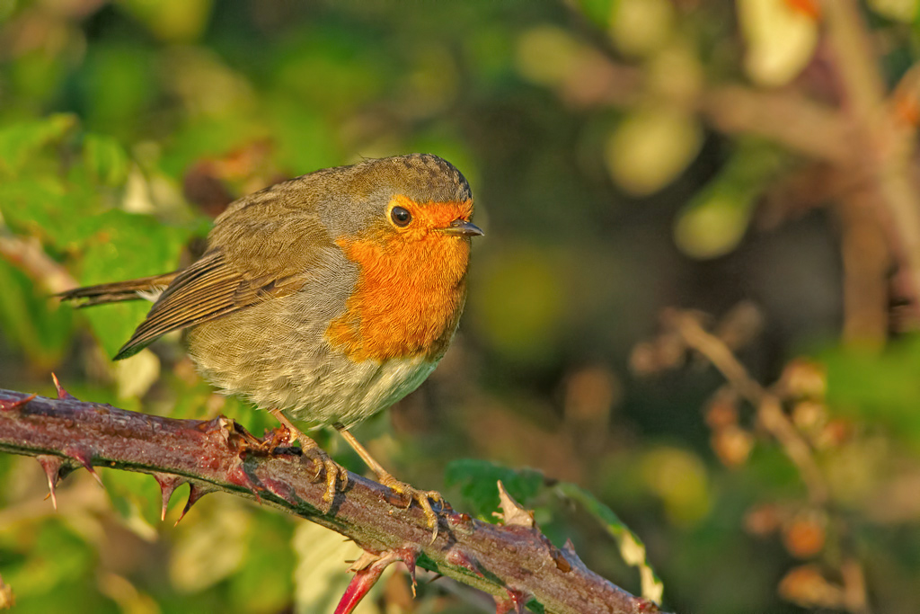 Pettirosso (Erithacus rubecola)