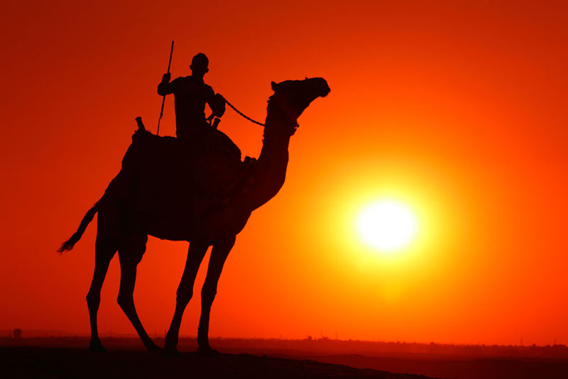 Camel's Silhouette