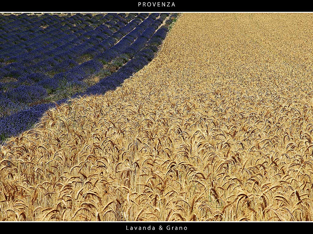 Provenza # 18