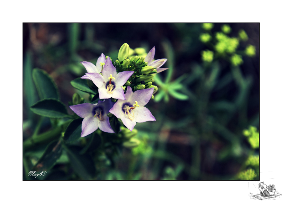 Una passeggiata al Ciolo..