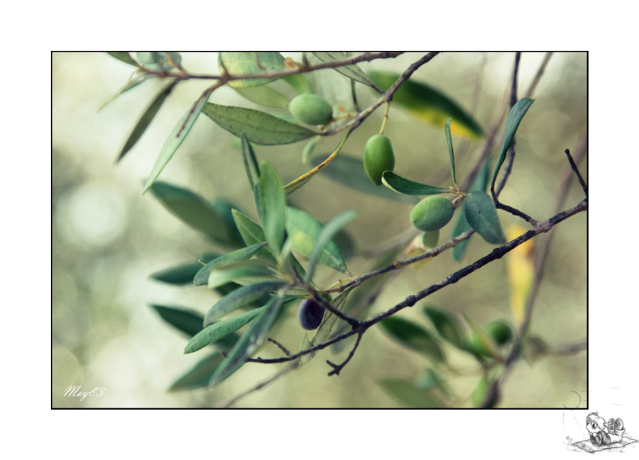 Una passeggiata al Ciolo..