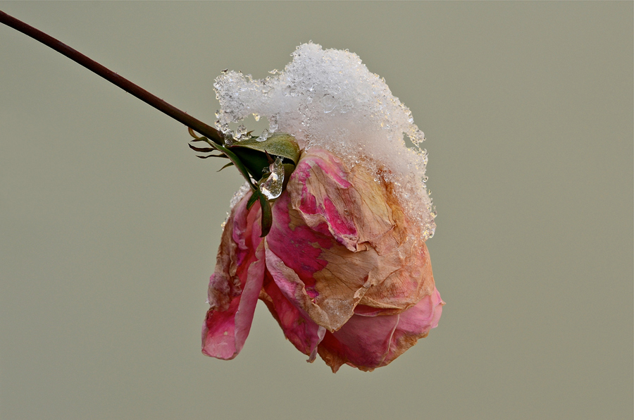 Rosa invernale