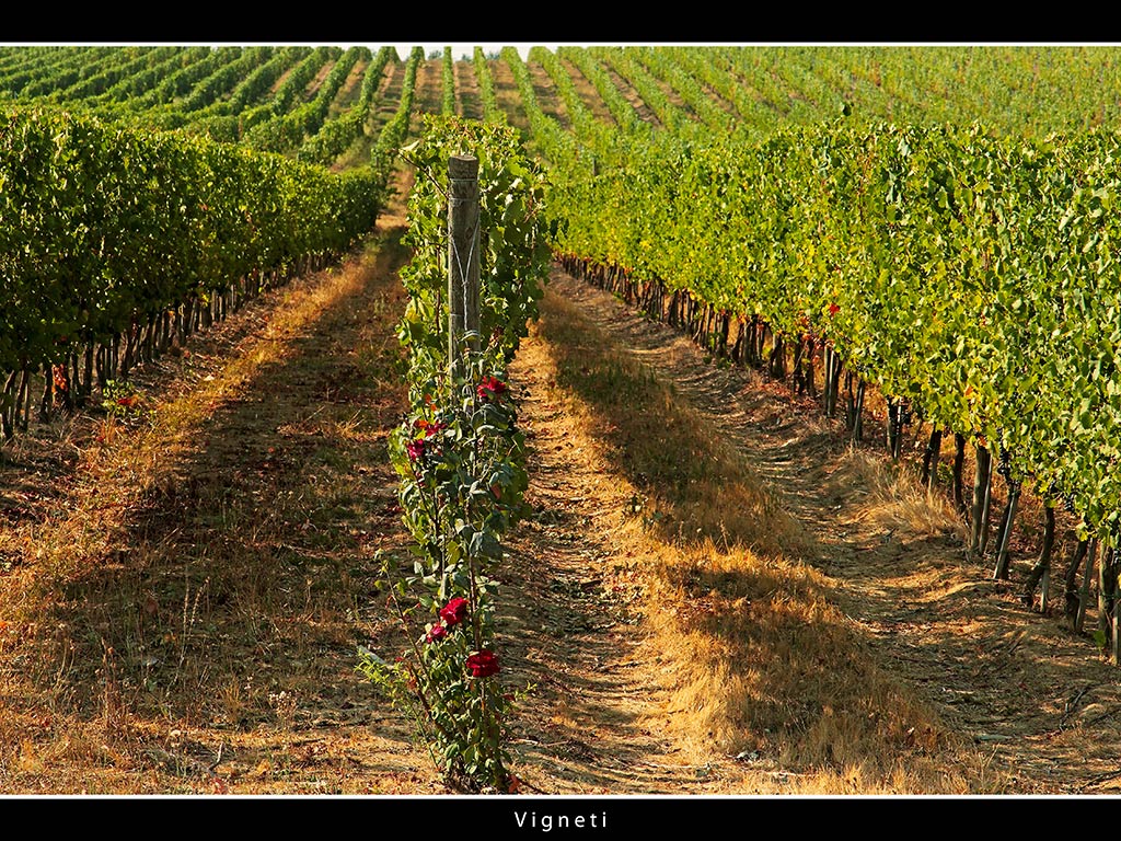 Vigneti # 11