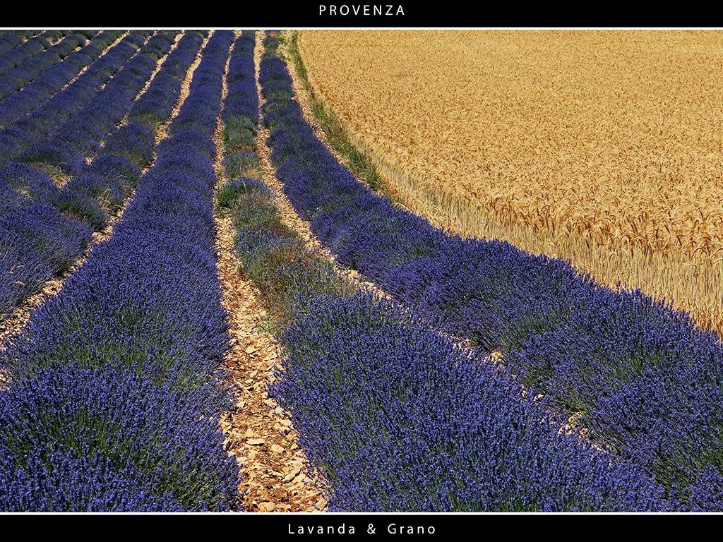 Provenza # 19