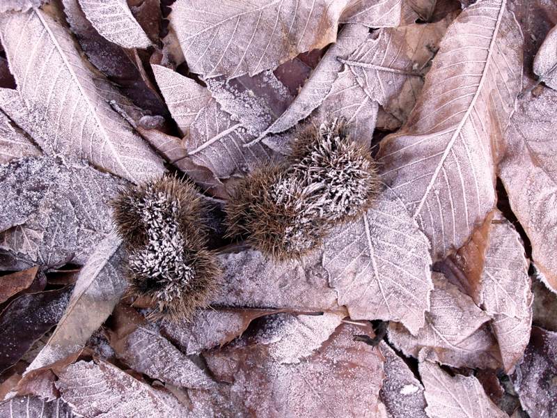 rosa antico d'inverno