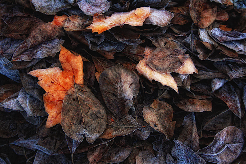 Contes  I Colori dell'autunno.