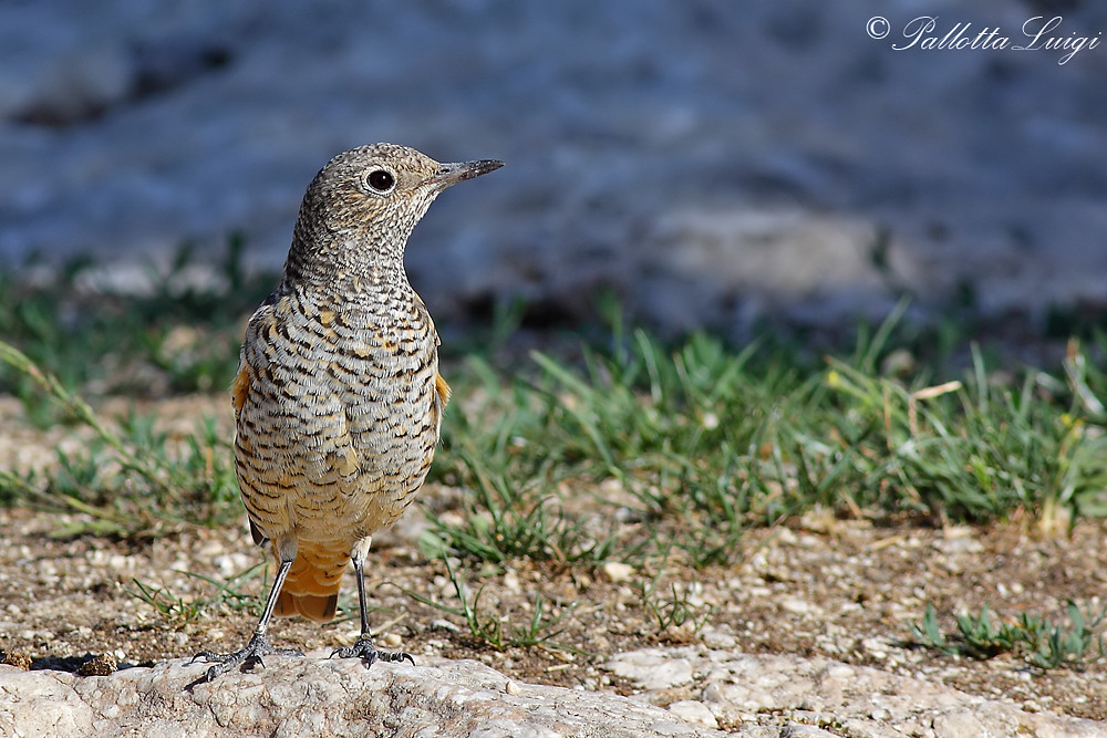 Codirossone(Monticola saxatilis)