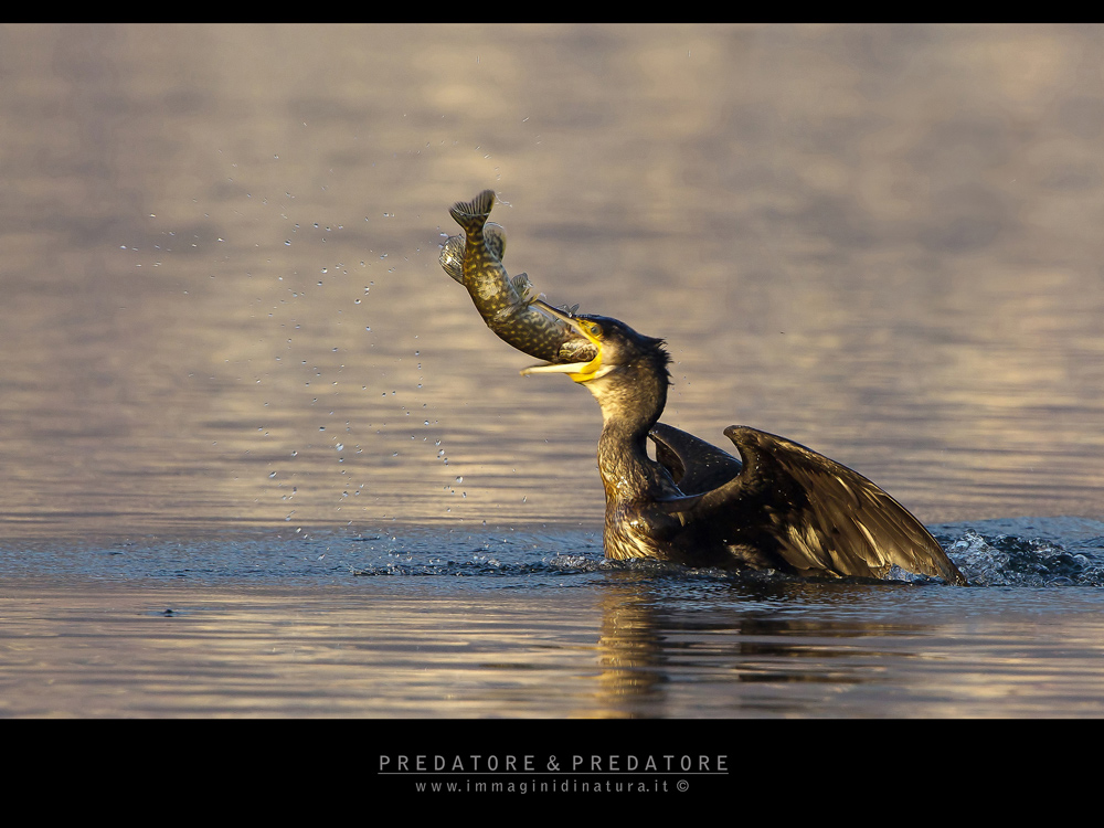 Predatore & predatore