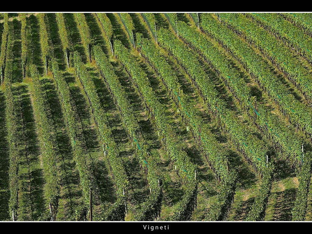Vigneti # 11