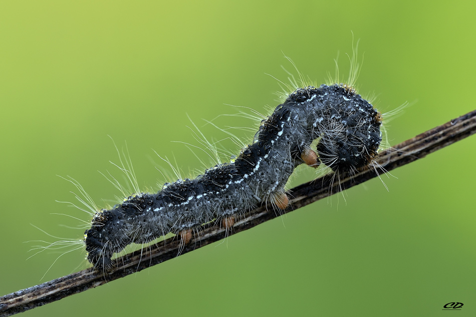 eriogaster lanestris