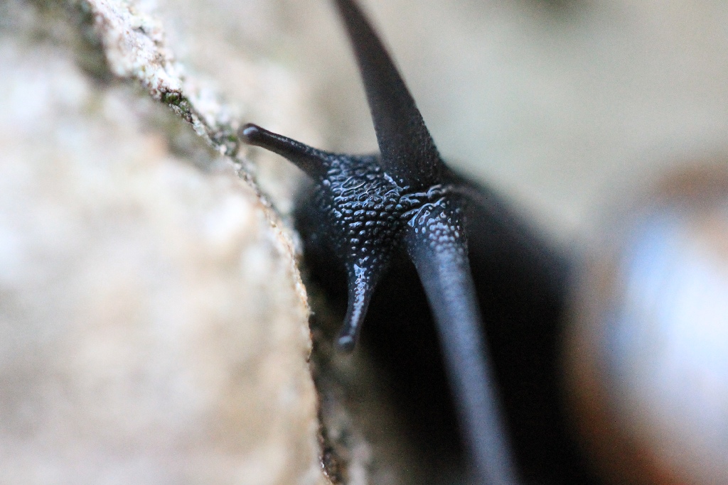 Chiocciola - Primo piano