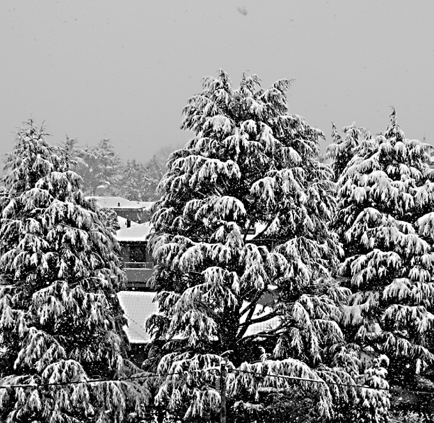 E' Natale...Io sono pronto!!!   Chi ha le mie palle???
