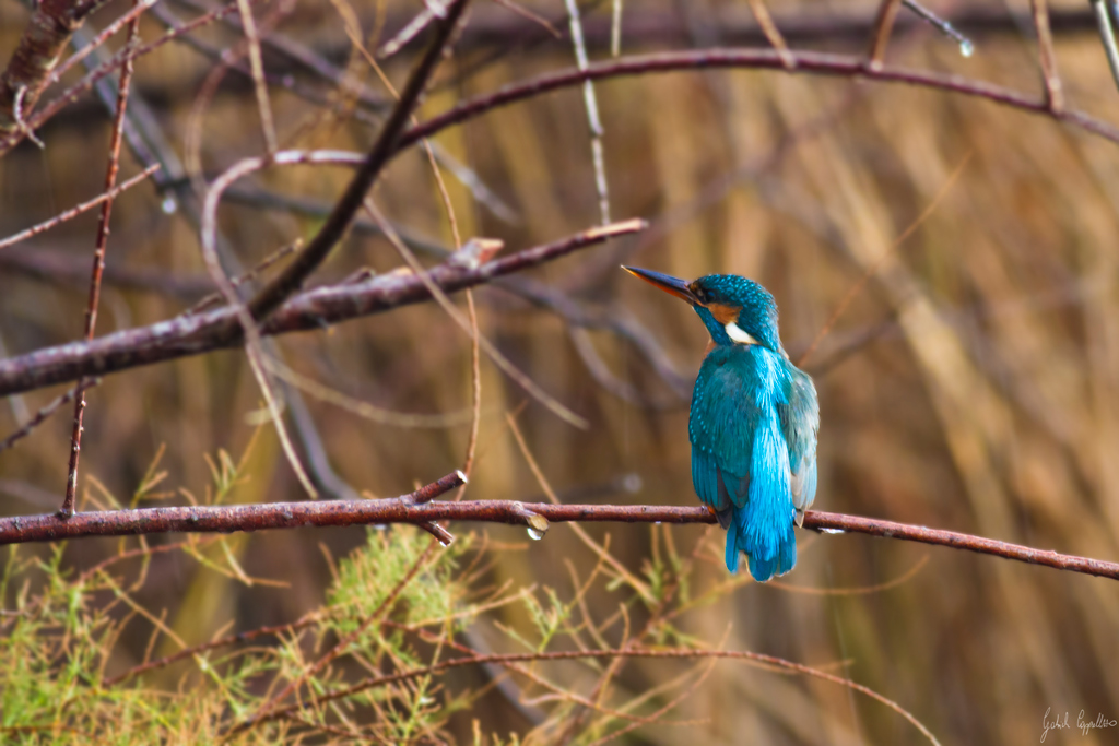 Martin pescatore (Alcedo atthis)