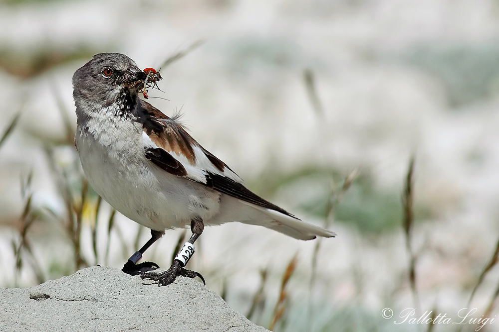 Fringuello alpino (Montifringilla nivalis)