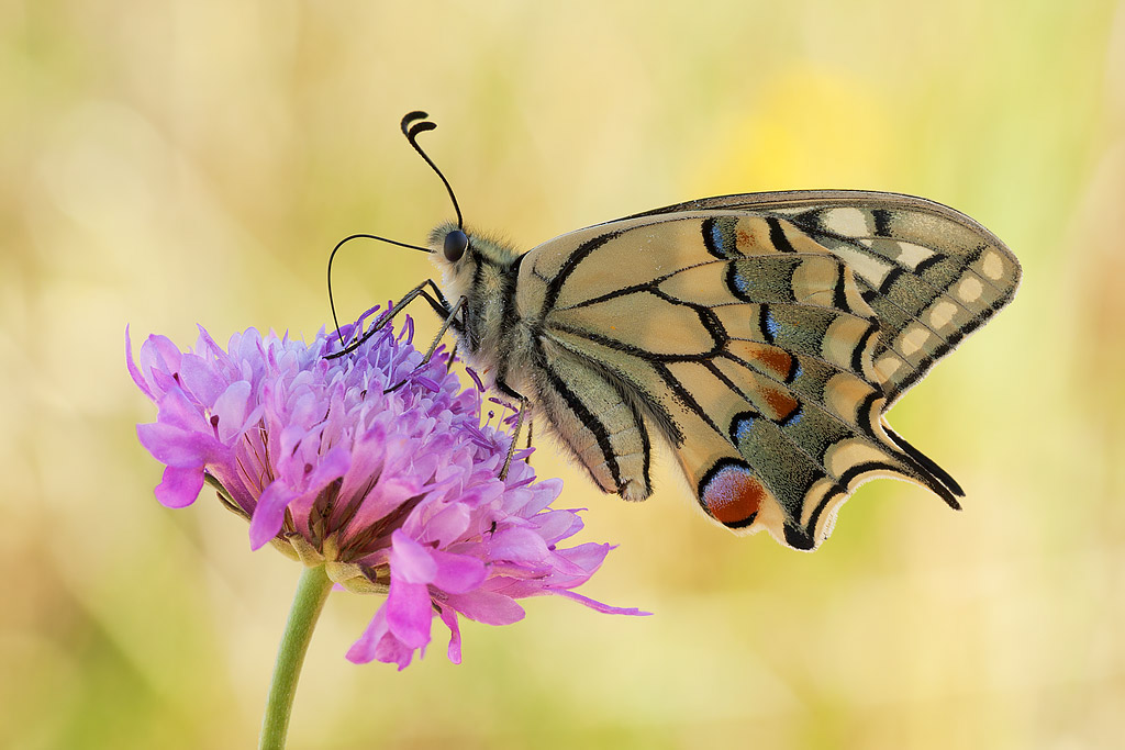 Papilio machaon