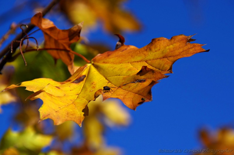 D'autunno le foglie...