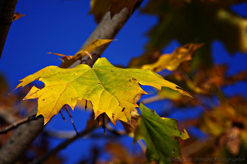 D'autunno le foglie...
