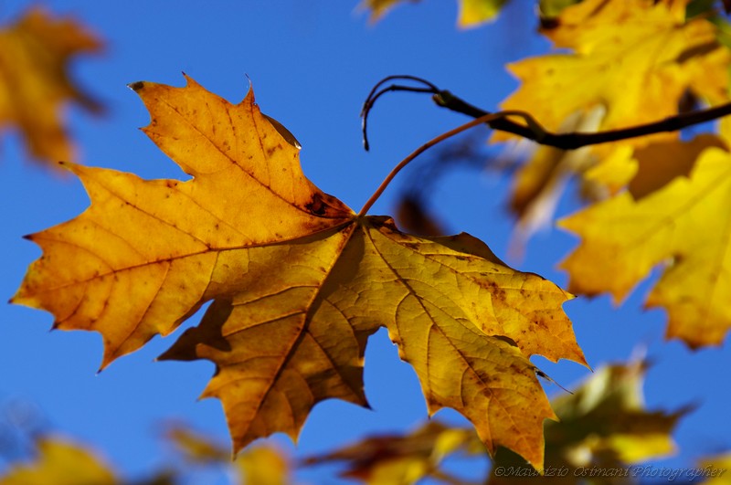 D'autunno le foglie...