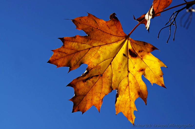 D'autunno le foglie...