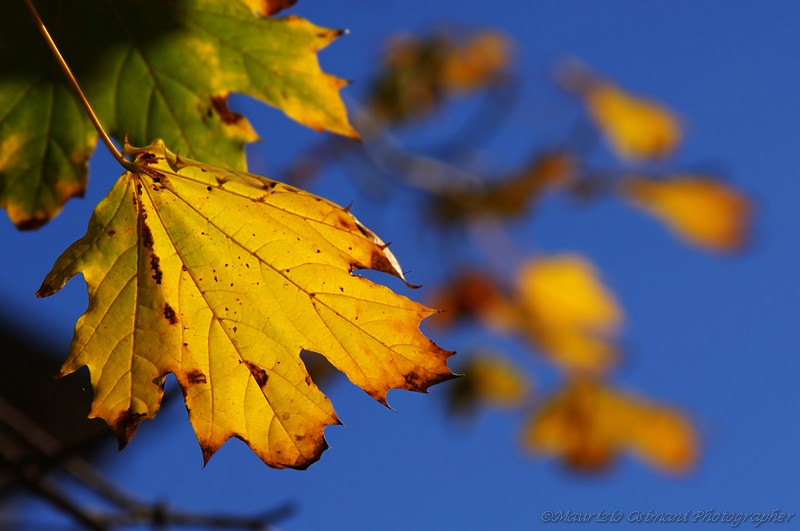 D'autunno le foglie...