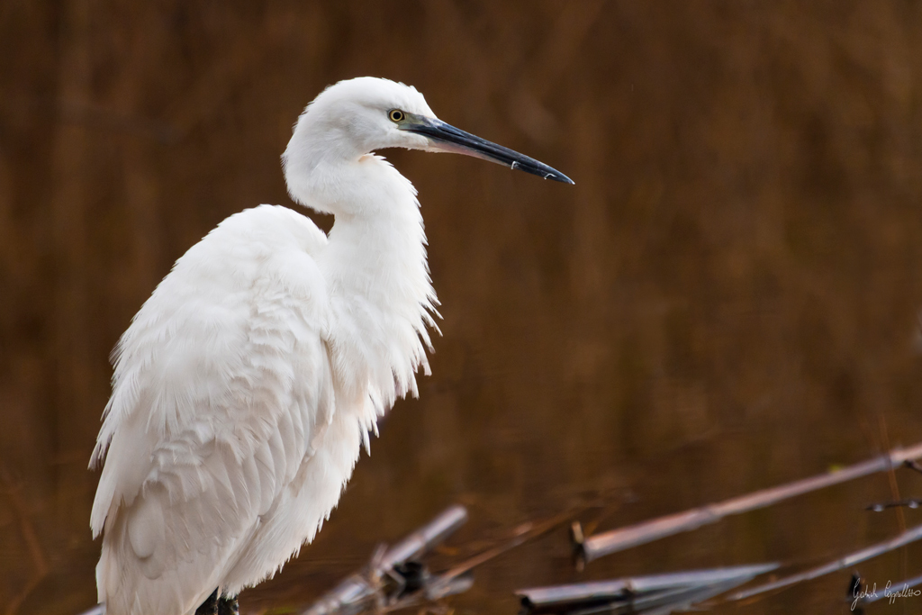 Garzetta (Egretta garzetta)