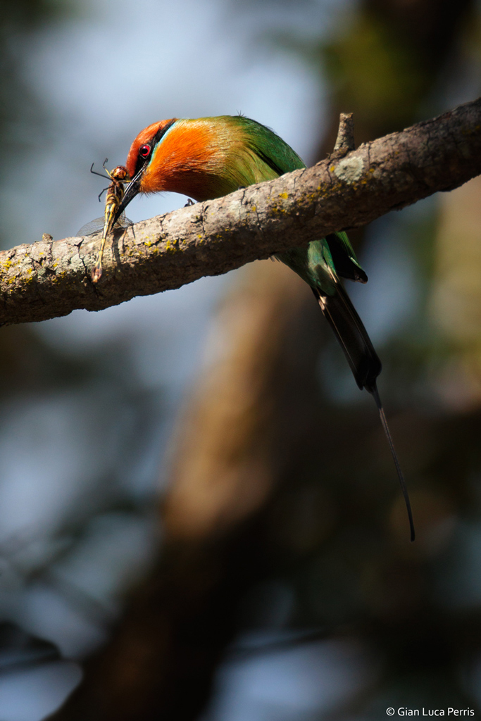 Gruccione di Boehm con preda