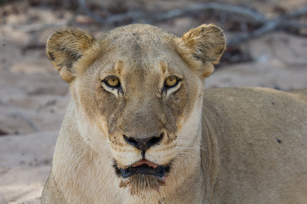 Leonessa - Thornybush Private Reserve - ZA