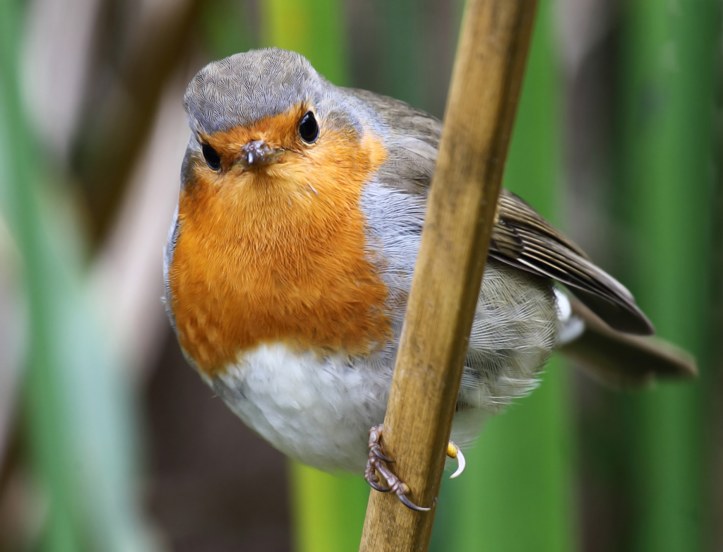 sguardo di pettirosso... Buon Natale a tutti.