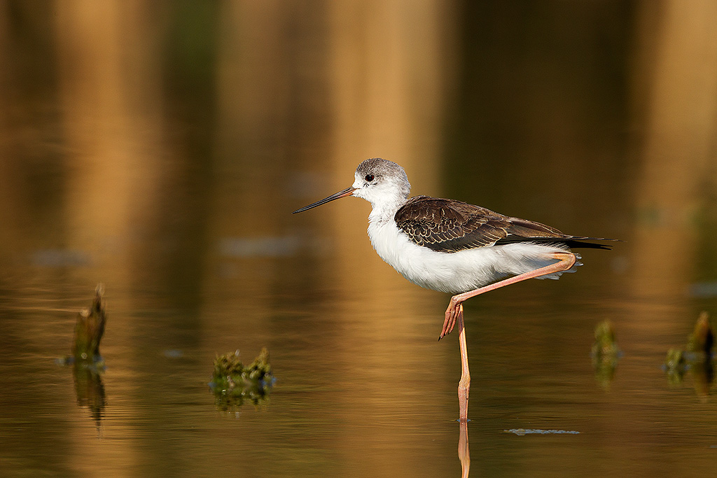 Il passo del cavaliere