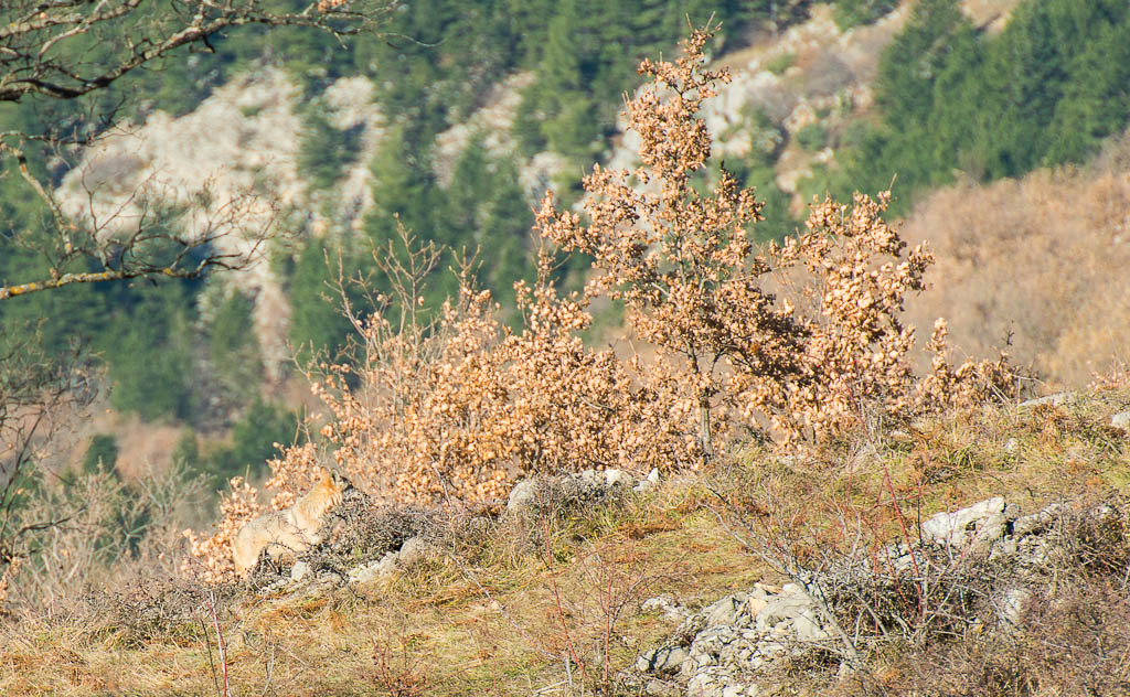 lupo selvatico (mimetico)