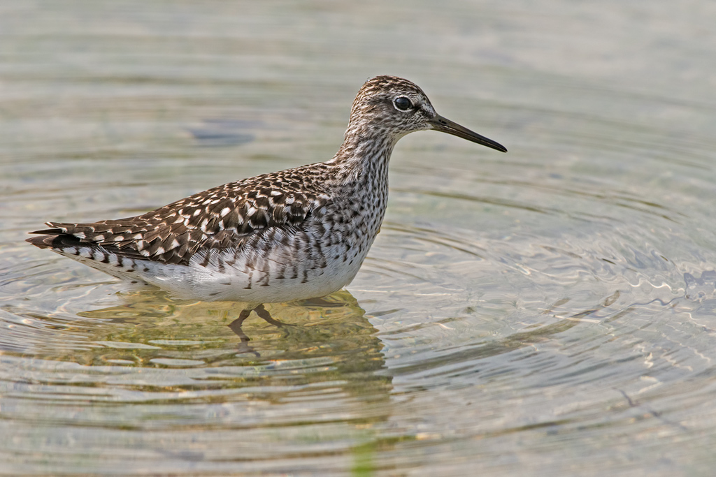 Piro piro boschereccio (Tringa glareola)
