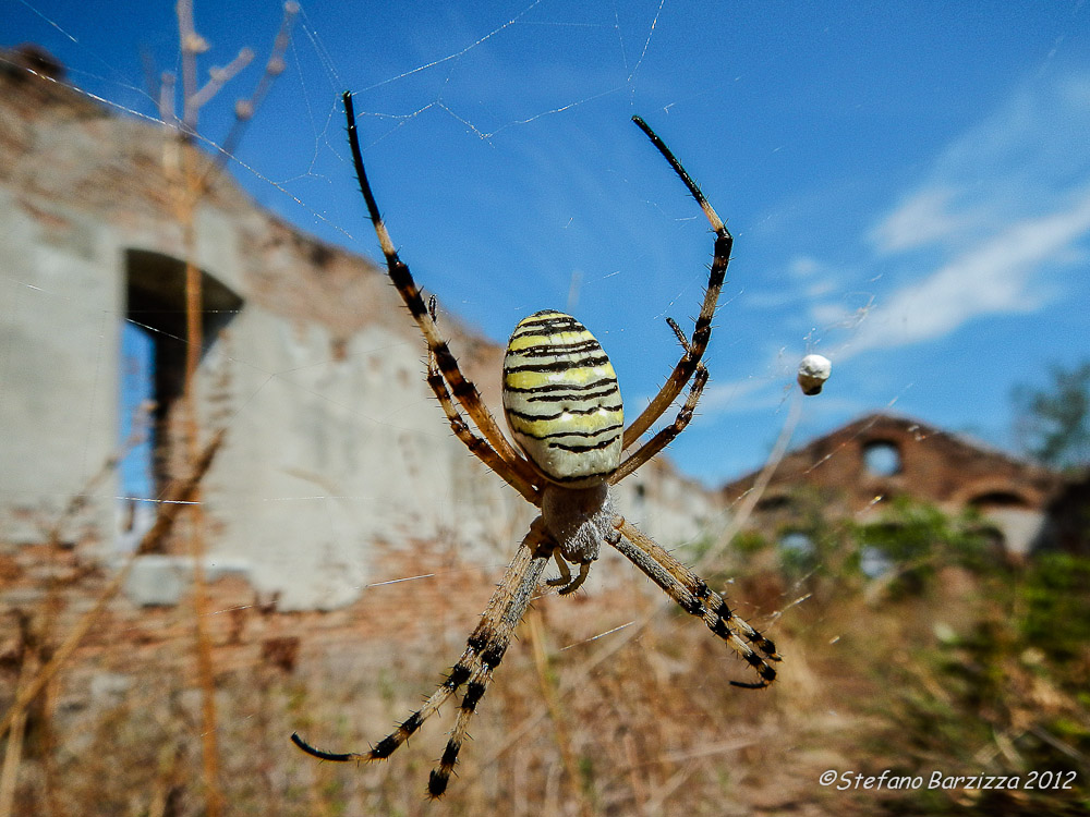 Argiope bruennichi nell'isola abbandonata