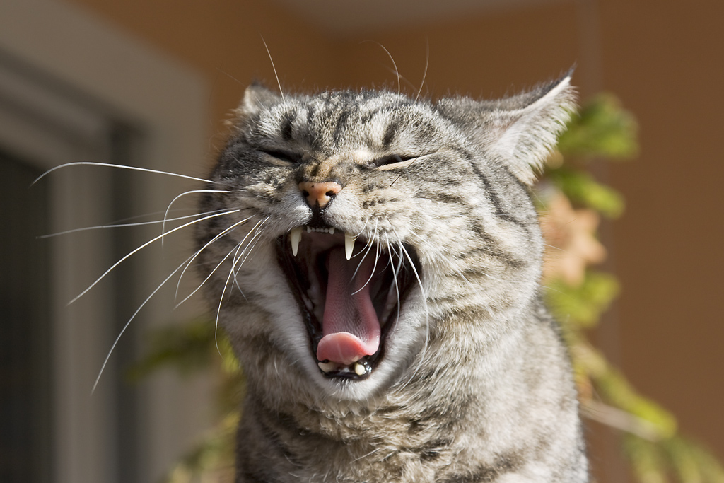 sbadiglio con naso arricciato