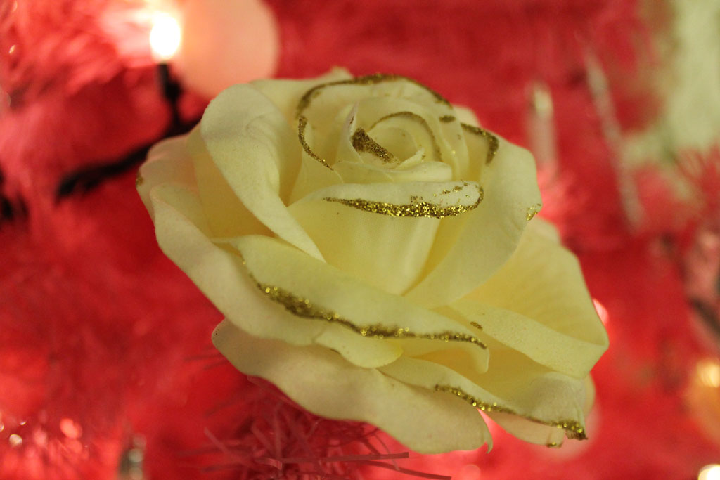 Rosa dorata natalizia