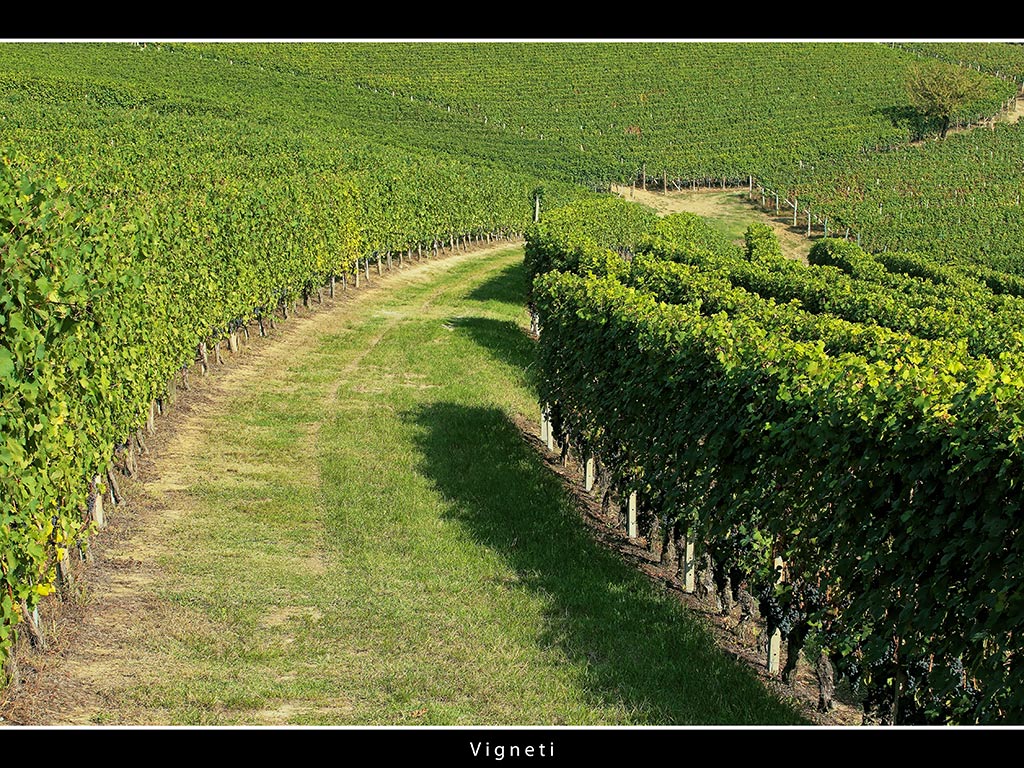 Vigneti # 12