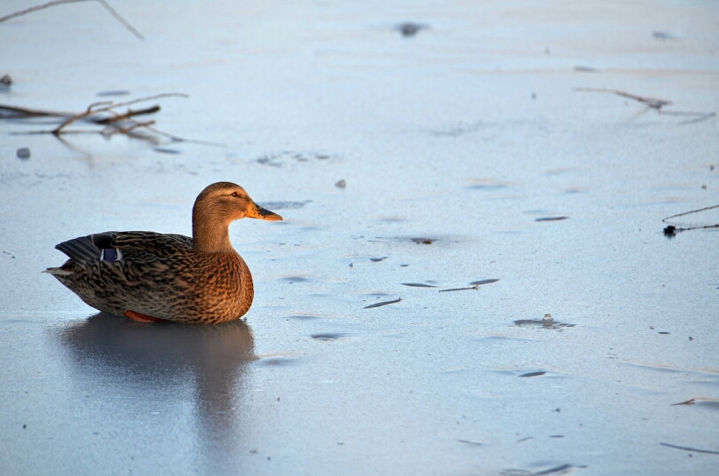 riposo sul ghiaccio...