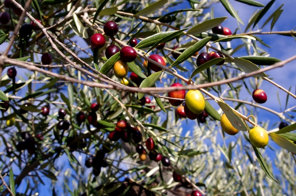 harlequin olives