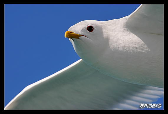 Primo piano di gabbiano in volo
