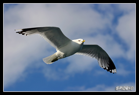 Gabbiano ad ali spiegate