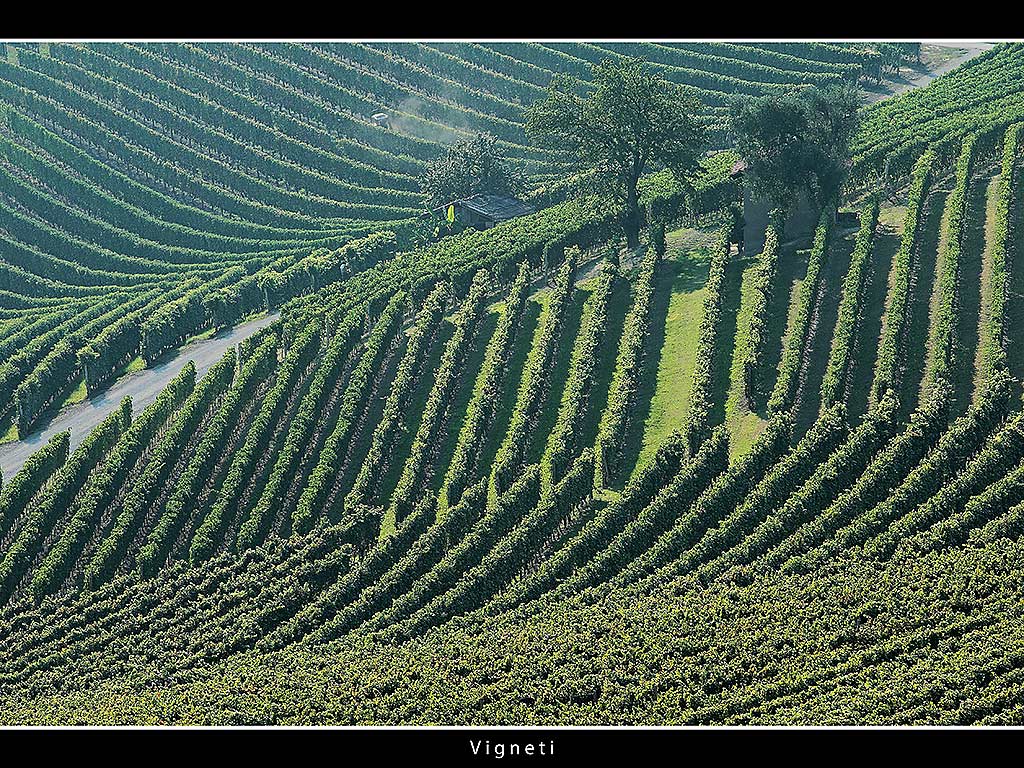 Vigneti # 13