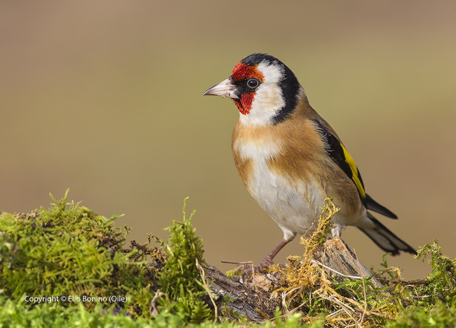 Cardellino (Carduelis carduelis)